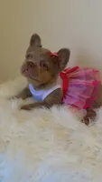 Tilly, a female French Bulldog for sale in Marietta, GA – 4 of 7