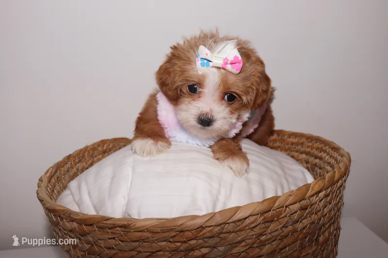 Coco  – Shihpoo puppy for sale in Roswell, GA