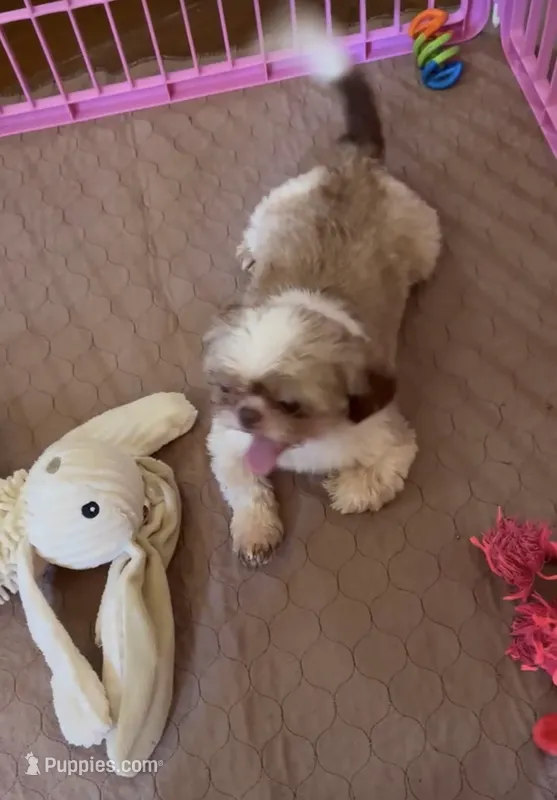 Cooper  – Shih Tzu puppy for sale in Marietta, GA
