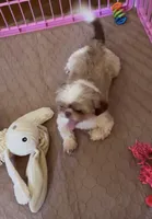 Cooper , a male Shih Tzu for sale in Marietta, GA – 1 of 3