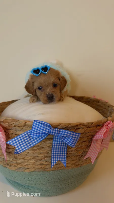 Kairo – Shih Tzu, Poodle - Toy  puppy for sale in Marietta, GA