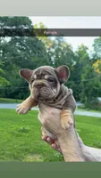 Xena , a female French Bulldog for sale in Marietta, GA – 2 of 2