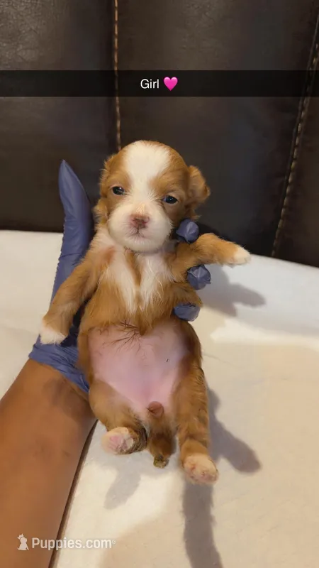 Coco , a male Shihpoo for sale in Roswell, GA – Photo 1 of 1