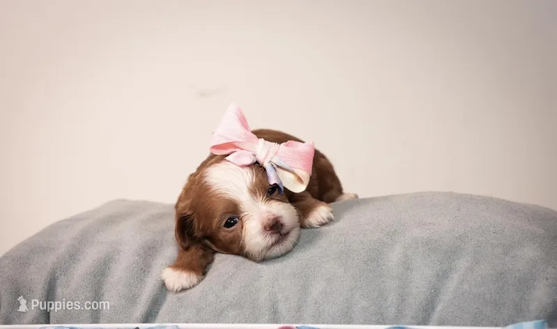 Coco  – Shihpoo puppy for sale in Roswell, GA