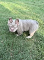 Stormy, a female French Bulldog for sale in Marietta, GA – 7 of 7