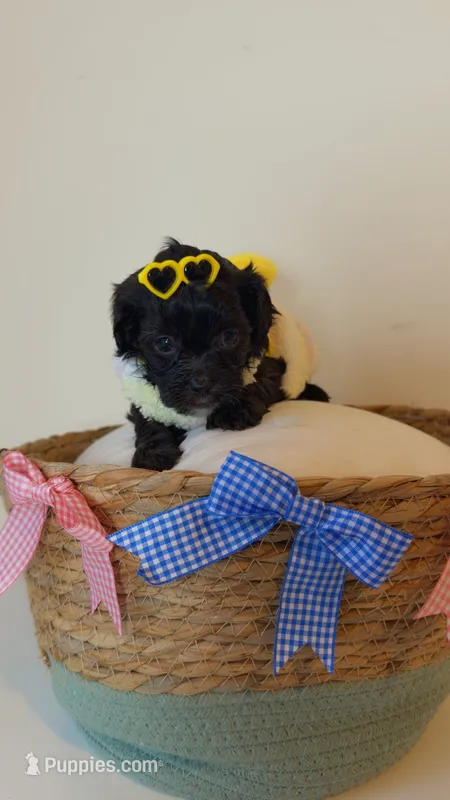 Zuri  – Shih Tzu, Poodle - Toy  puppy for sale in Marietta, GA