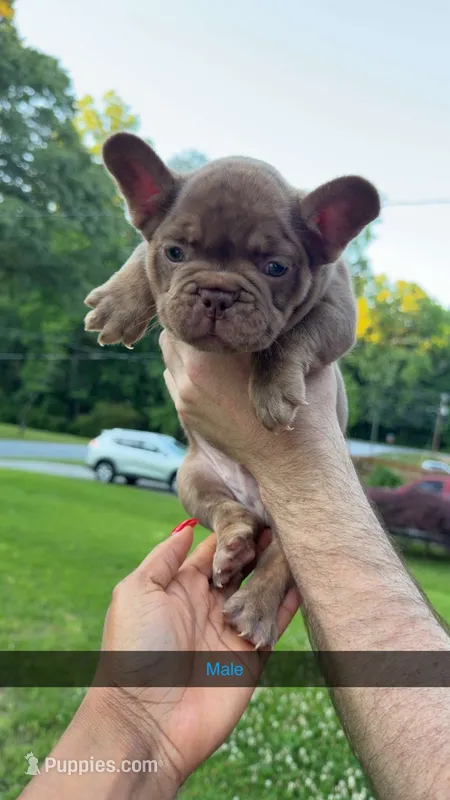 Ace – French Bulldog puppy for sale in Marietta, GA