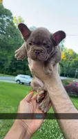 Ace, a male French Bulldog for sale in Marietta, GA – 2 of 2