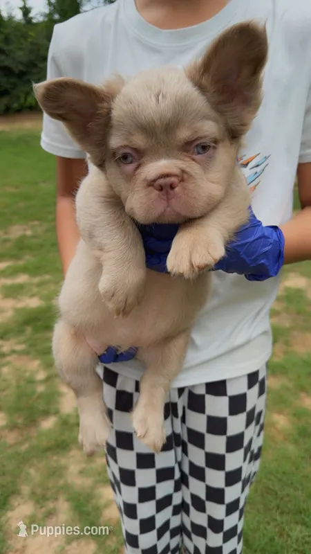 Stormy – French Bulldog puppy for sale in Marietta, GA
