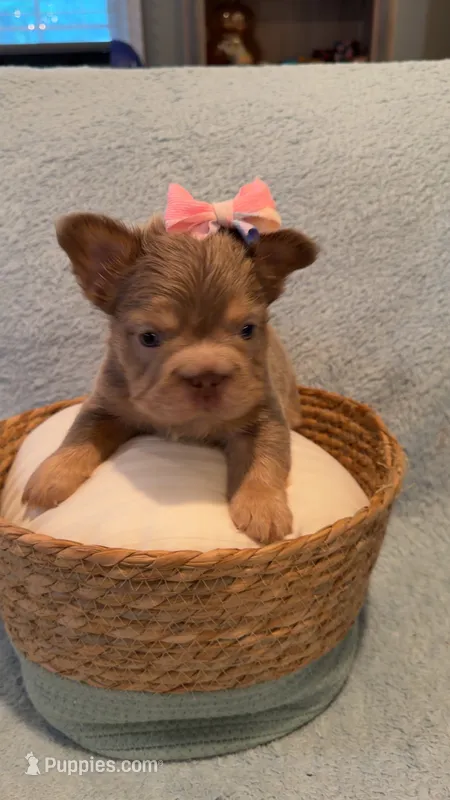 Bella  – French Bulldog puppy for sale in Roswell, GA