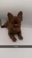 Zara , a female French Bulldog for sale in Marietta, GA – 2 of 6