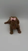 Nori, a female Poodle - Toy  for sale in Marietta, GA – 3 of 5