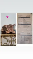 Nyle, a female French Bulldog for sale in Marietta, GA – 3 of 3