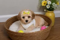 Chanel , a  Shihpoo for sale in Roswell, GA – 2 of 3