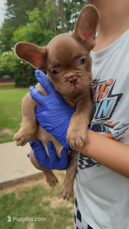 Ace – French Bulldog puppy for sale in Marietta, GA