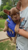 Ace, a male French Bulldog for sale in Marietta, GA – 1 of 2