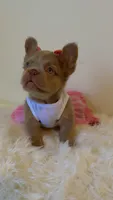 Tilly, a female French Bulldog for sale in Marietta, GA – 5 of 7