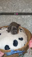 Lola , a female French Bulldog for sale in Marietta, GA – 2 of 4