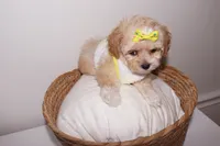 Chanel , a female Shihpoo for sale in Marietta, GA – 2 of 4