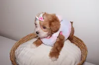 Coco , a female Shihpoo for sale in Marietta, GA – 3 of 6