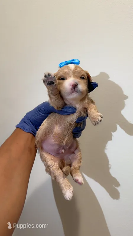 Kairo – Shih Tzu, Poodle - Toy  puppy for sale in Marietta, GA
