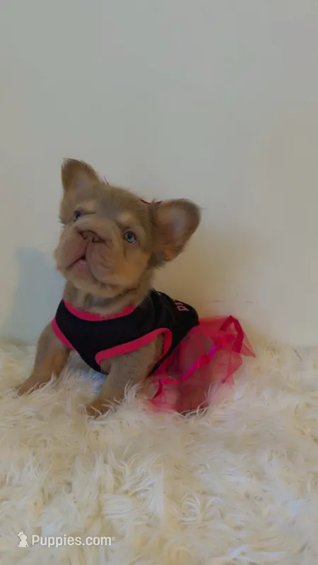Xena – French Bulldog puppy for sale in Marietta, GA
