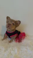 Xena, a female French Bulldog for sale in Marietta, GA – 1 of 5