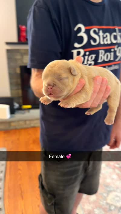 Celine , a female French Bulldog for sale in Marietta, GA – 3 of 3