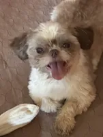 Cooper , a male Shih Tzu for sale in Marietta, GA – 2 of 3