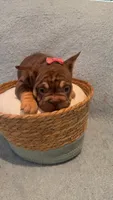 Molly , a female French Bulldog for sale in Roswell, GA – 2 of 3