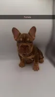 Nyle, a female French Bulldog for sale in Marietta, GA – 2 of 7