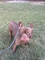 Chocolate , a female French Bulldog for sale in Marietta, GA – 2 of 2