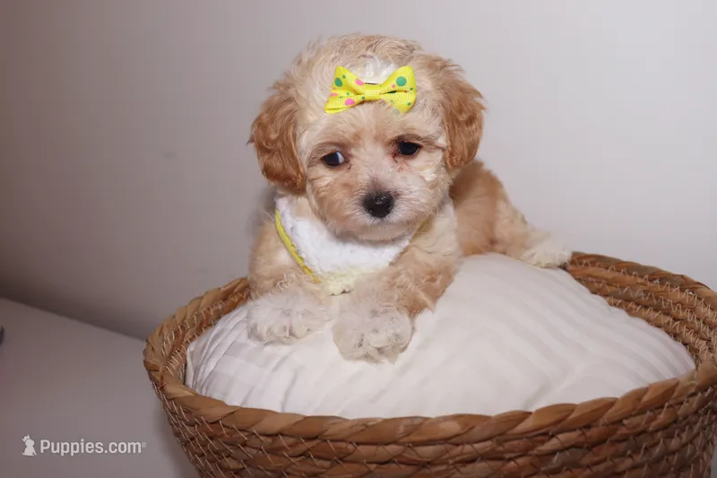 Chanel  – Shihpoo puppy for sale in Roswell, GA