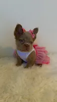 Tilly, a female French Bulldog for sale in Marietta, GA – 6 of 7