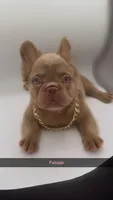 Stormy, a female French Bulldog for sale in Marietta, GA – 2 of 7