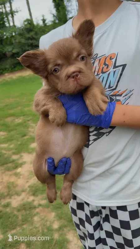 Zara  – French Bulldog puppy for sale in Marietta, GA