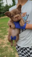 Zara , a female French Bulldog for sale in Marietta, GA – 1 of 2