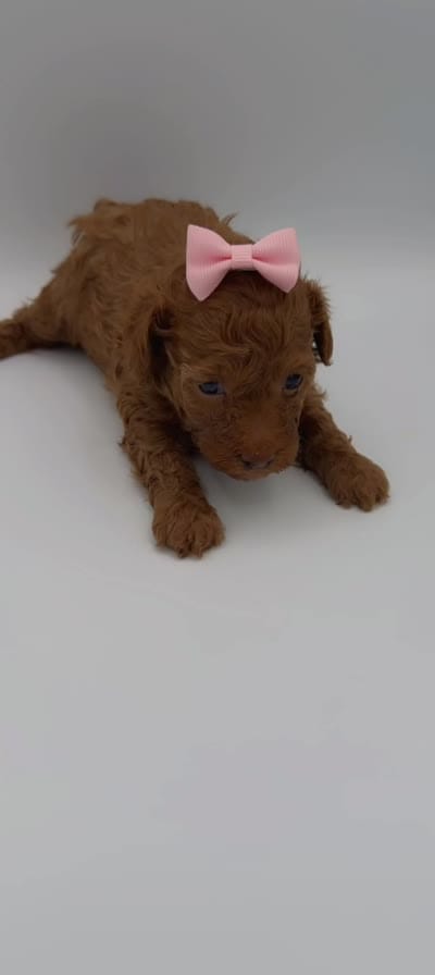 Nori, a female Poodle - Toy  for sale in Marietta, GA – 5 of 5