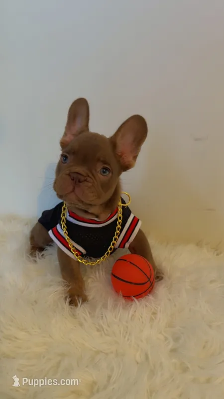 Buster  – French Bulldog puppy for sale in Marietta, GA