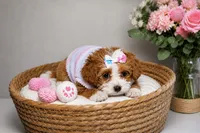 Coco , a  Shihpoo for sale in Roswell, GA – 5 of 5