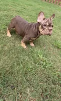 Nyle, a female French Bulldog for sale in Marietta, GA – 5 of 7