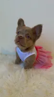 Tilly, a female French Bulldog for sale in Marietta, GA – 3 of 7