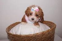 Coco , a female Shihpoo for sale in Marietta, GA – 1 of 6