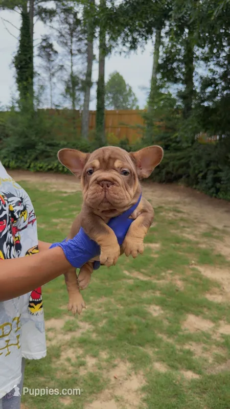 Xena  – French Bulldog puppy for sale in Marietta, GA