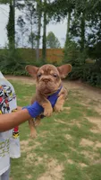 Xena , a female French Bulldog for sale in Marietta, GA – 1 of 2