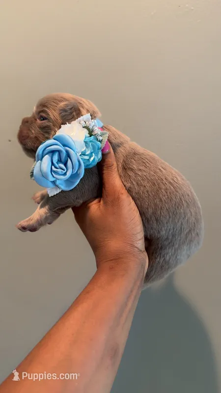 KOBE – French Bulldog puppy for sale in Marietta, GA