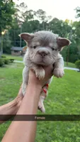 Skye, a female French Bulldog for sale in Marietta, GA – 2 of 2