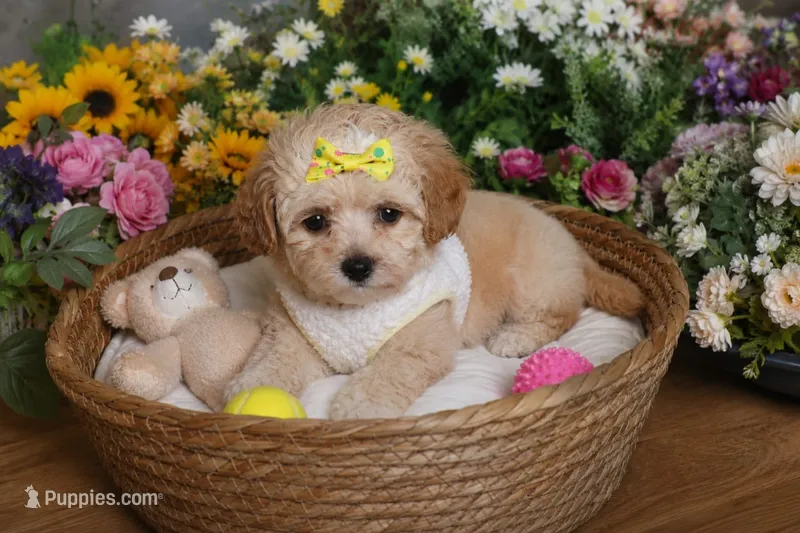 Chanel  – Shihpoo puppy for sale in Roswell, GA