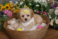 Chanel , a  Shihpoo for sale in Roswell, GA – 1 of 3
