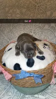 Lola , a female French Bulldog for sale in Marietta, GA – 1 of 4